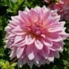 Dahlia Fairway Pilot