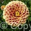 Dahlia Jowey Hubert