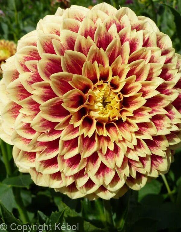 Dahlia Jowey Hubert
