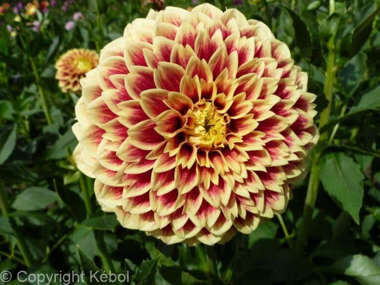 Dahlia Jowey Hubert