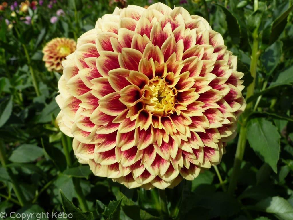 Dahlia Jowey Hubert