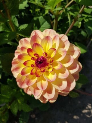 Dahlia hybrid Jowey Julie - bag