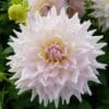 Dahlia Ka's Cloud