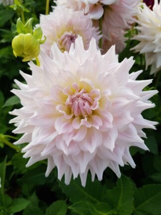Dahlia hybrid Ka's Cloud  - bag