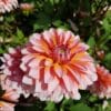 Dahlia Peaches and Vanilla