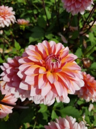 Dahlia hybrid Peaches and Vanilla  - bag