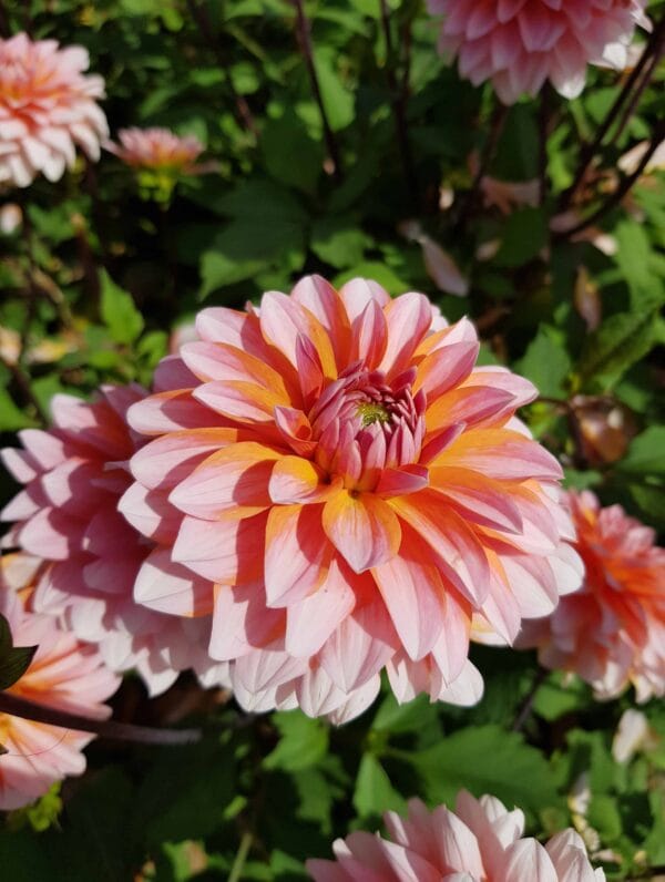 Dahlia Peaches and Vanilla
