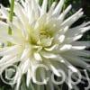 Dahlia Playa Blanca