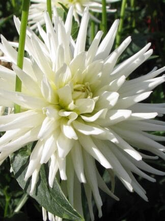 Dahlia hybrid Playa Blanca  - bag