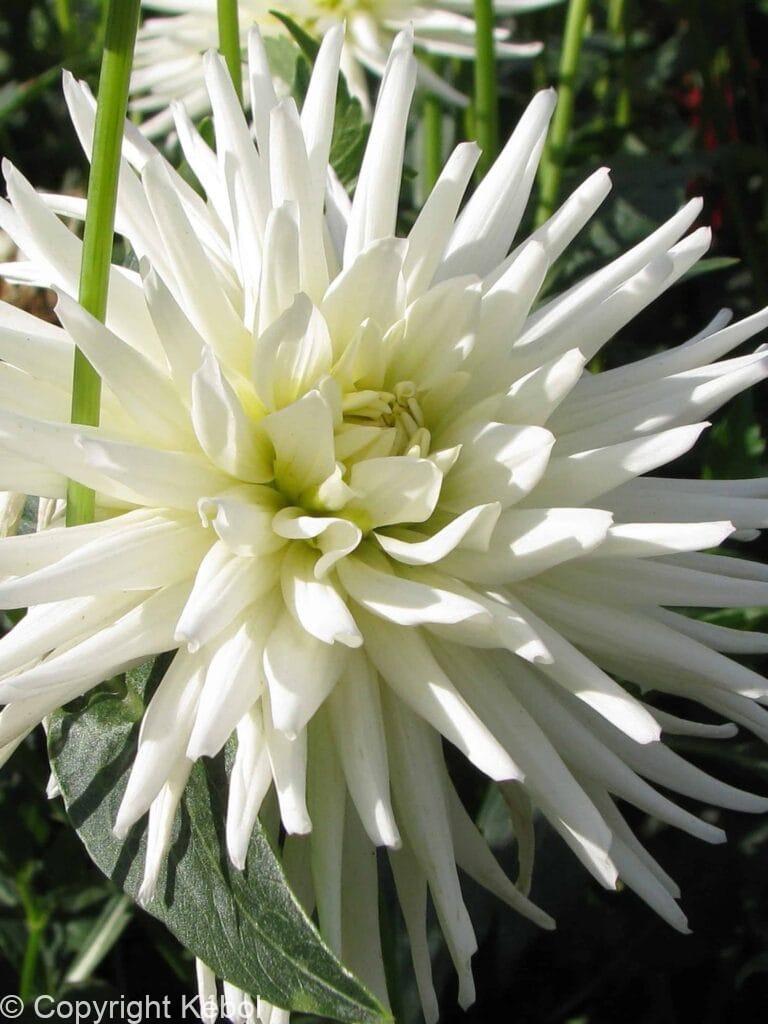 Dahlia Playa Blanca