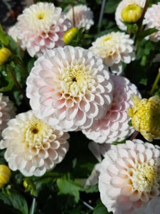 Dahlia hybrid Wizard of Lightning - bag