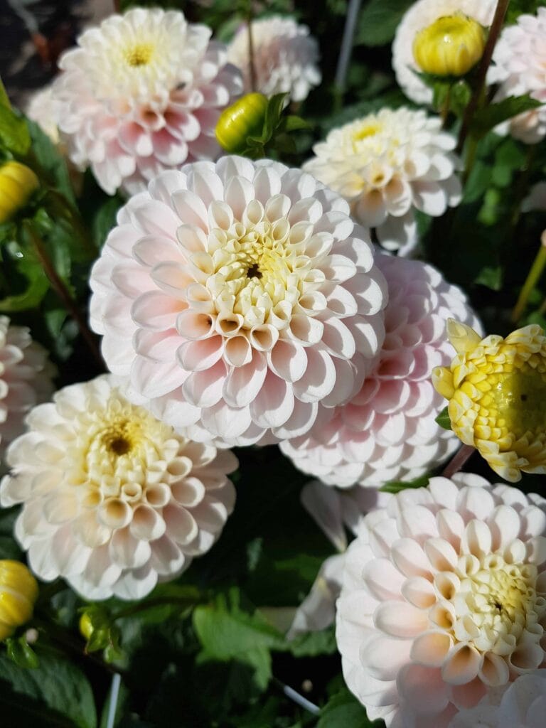 Dahlia Wizard of Lightning