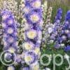Delphinium Bolero