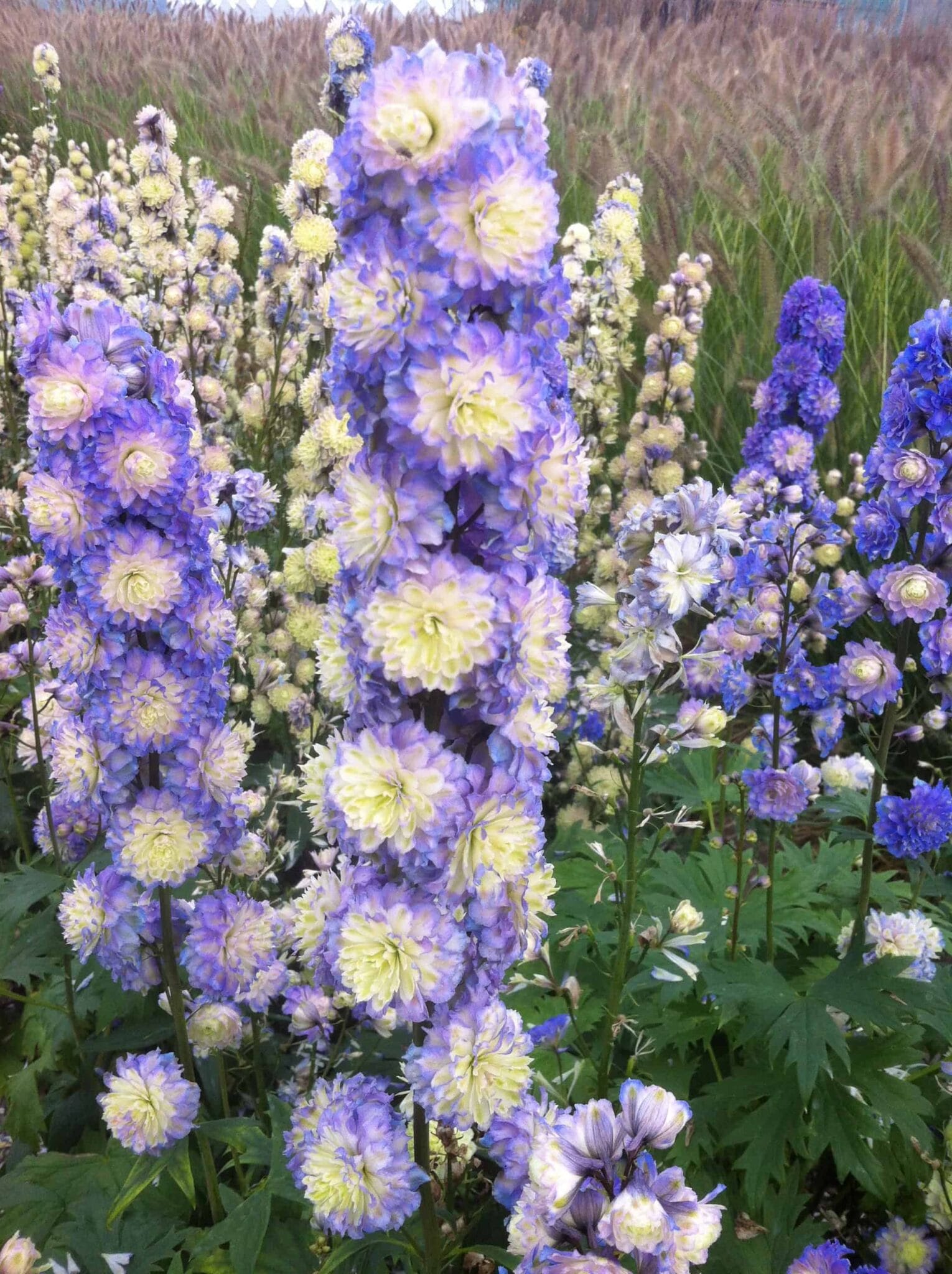 Delphinium Bolero