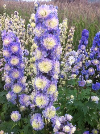 Delphinium Bolero - bag