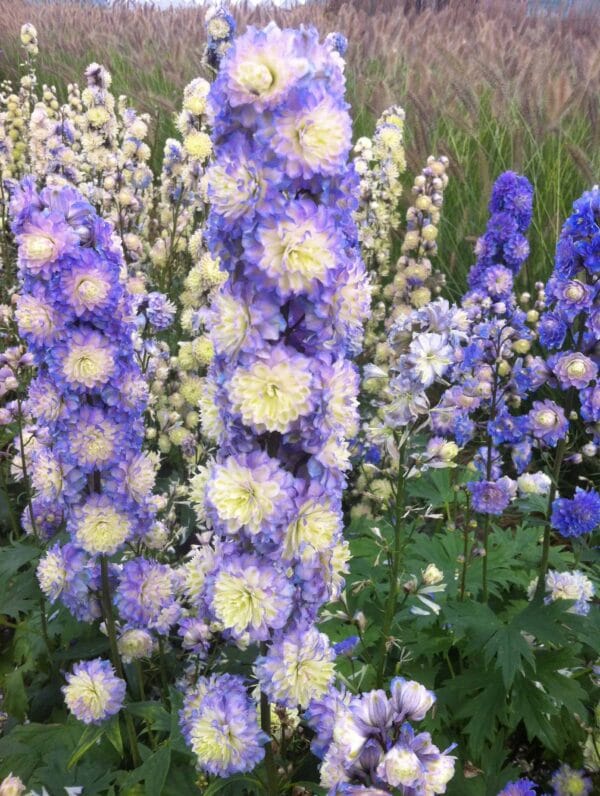 Delphinium Bolero - bag
