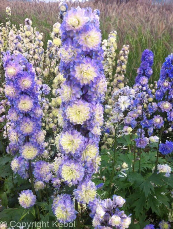 Delphinium Bolero