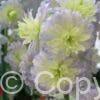 Delphinium Highlander MoonLight PBR