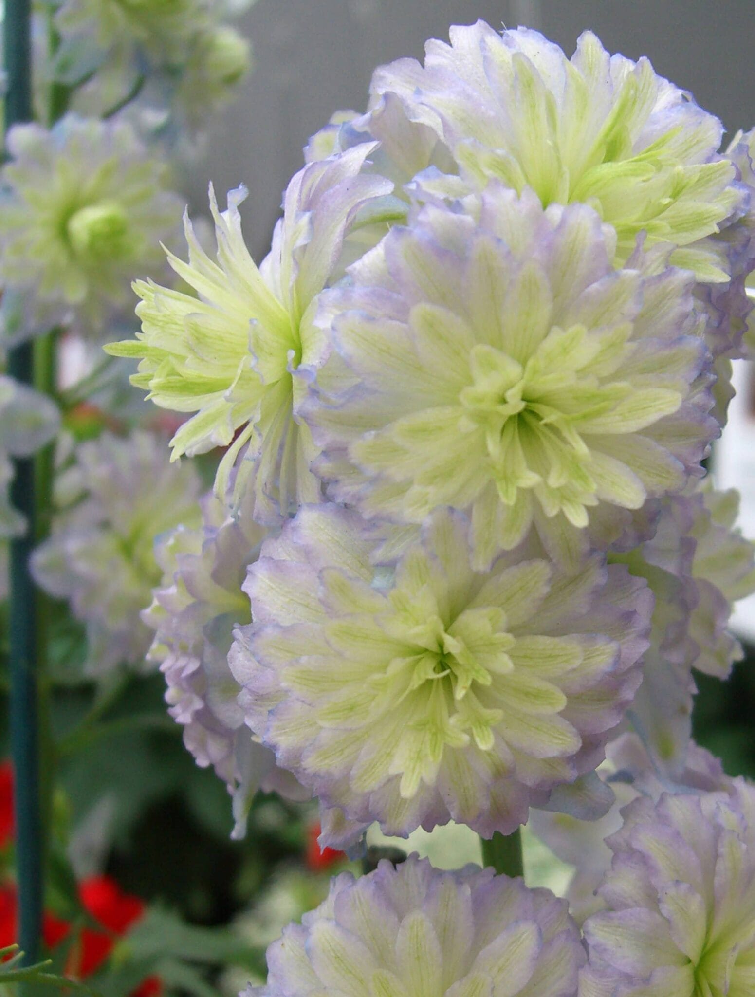 Delphinium Highlander MoonLight PBR