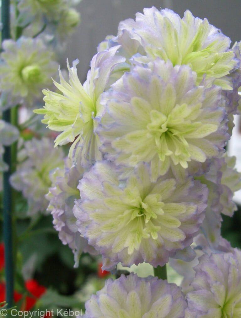 Delphinium Highlander MoonLight PBR