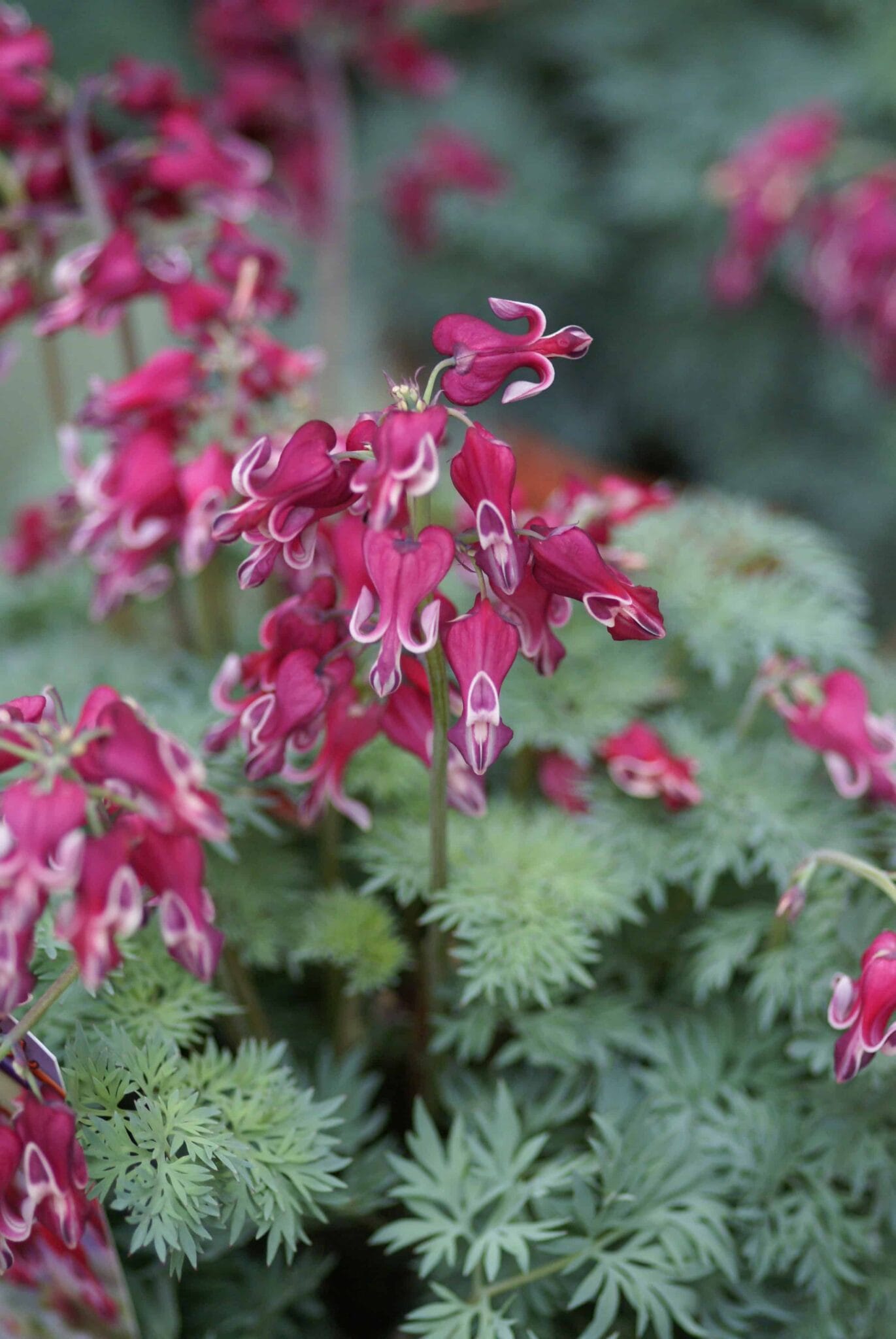 Dicentra Burning Hearts