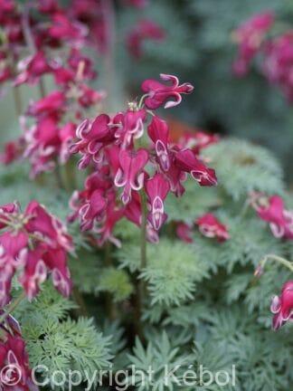 Dicentra Burning Hearts - bag