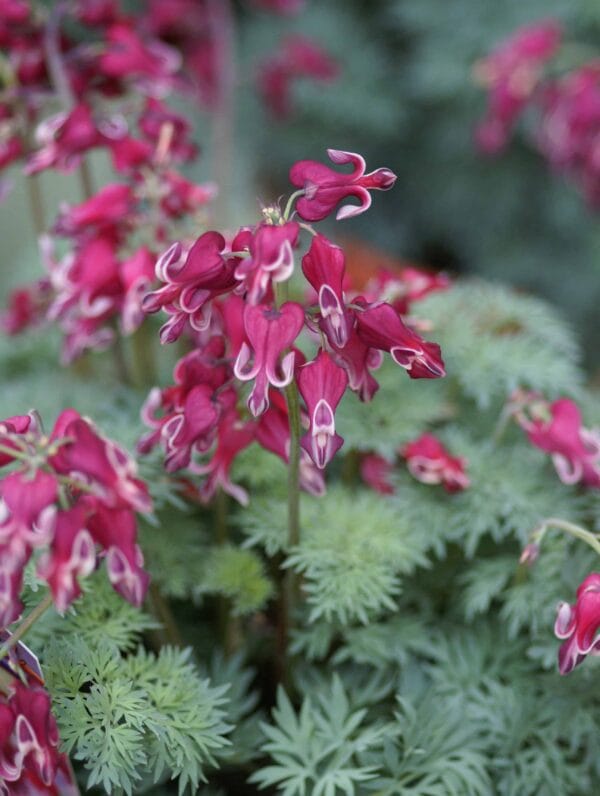 Dicentra Burning Hearts - bag