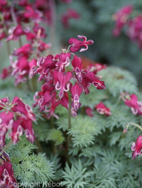 Dicentra Burning Hearts