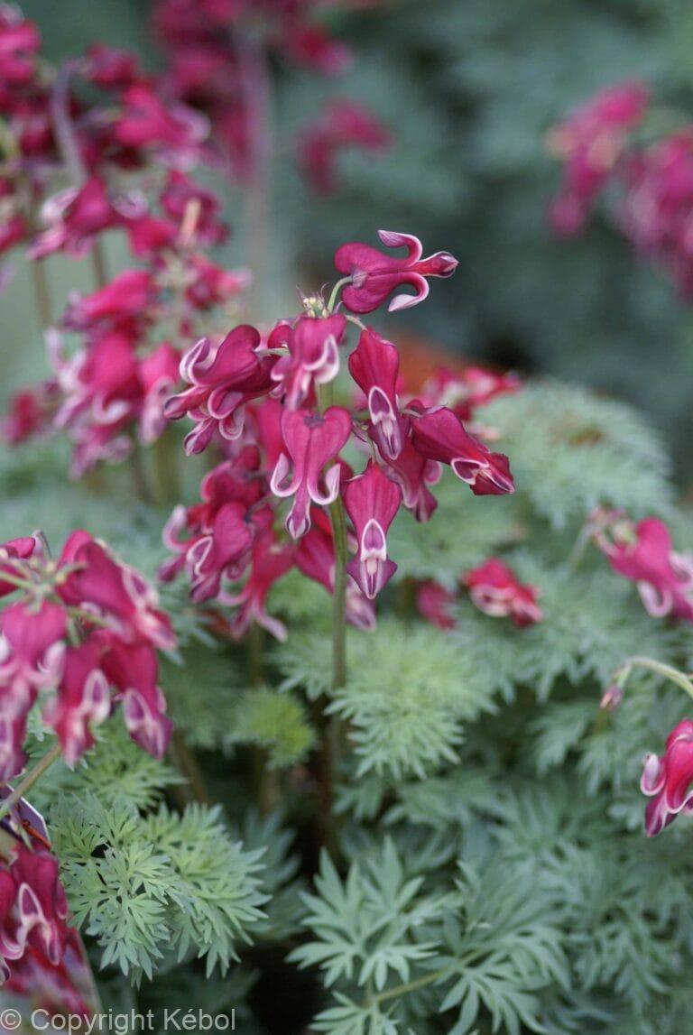 Dicentra Burning Hearts