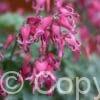 Dicentra Red Fountain