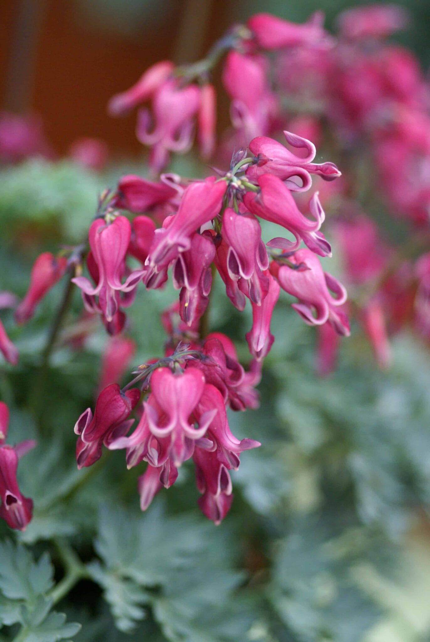 Dicentra Red Fountain
