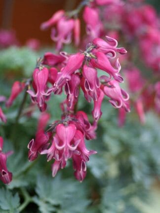 Dicentra Red Fountain - case