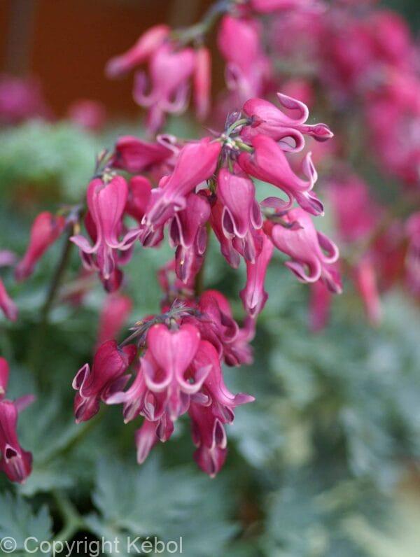 Dicentra Red Fountain