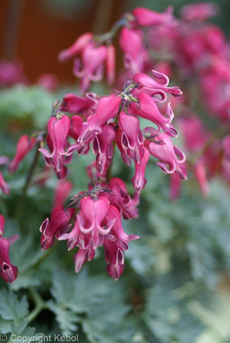 Dicentra Red Fountain
