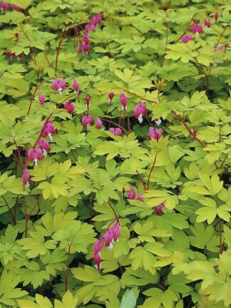 Dicentra Yellow Leaf