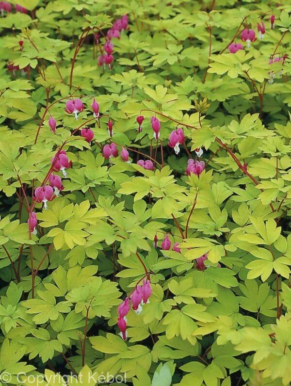 Dicentra Yellow Leaf