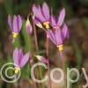 Primula (Dodecatheon) Red Wings