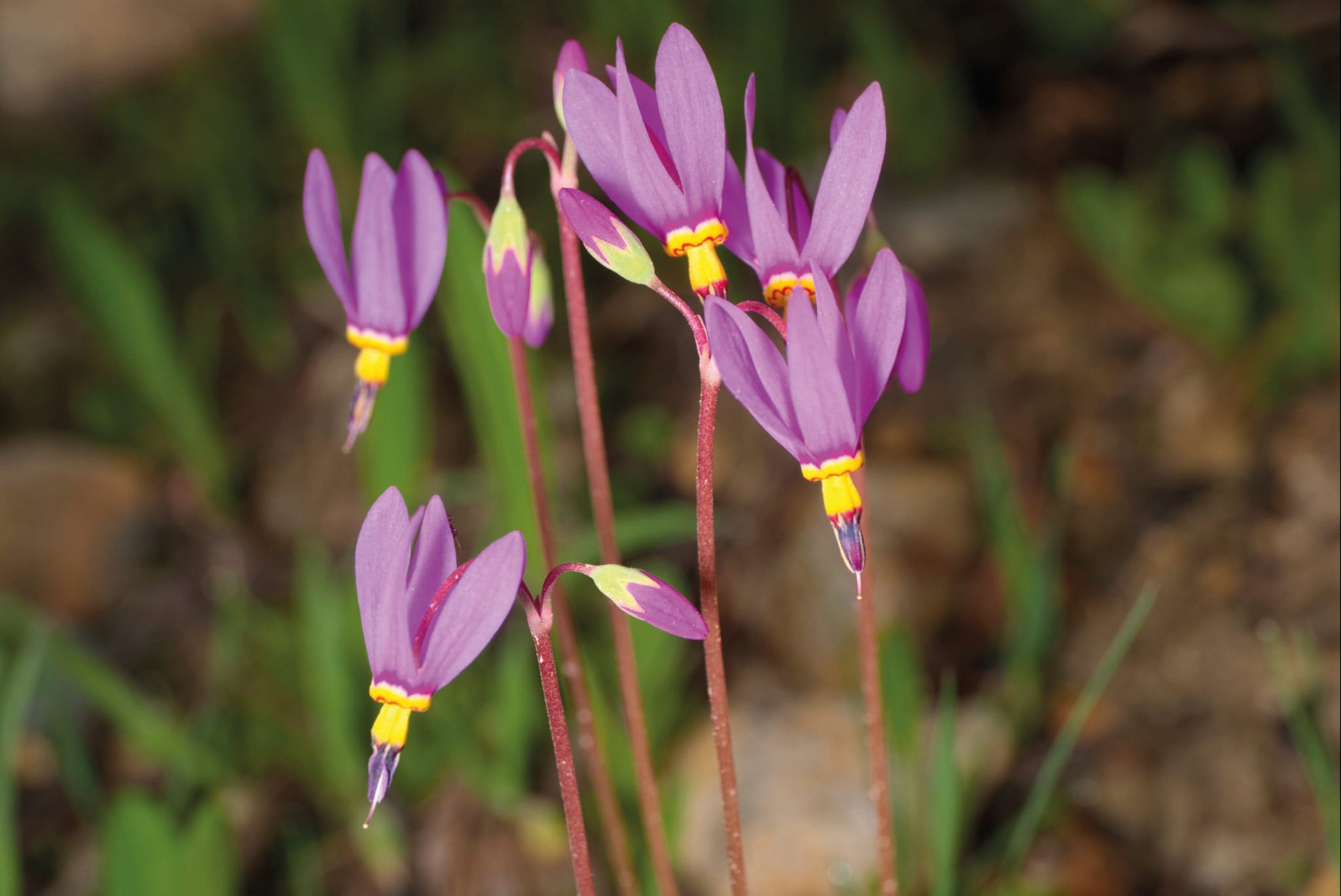 Primula (Dodecatheon) Red Wings