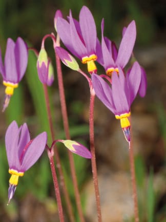 Dodecatheon Red Wings - bag