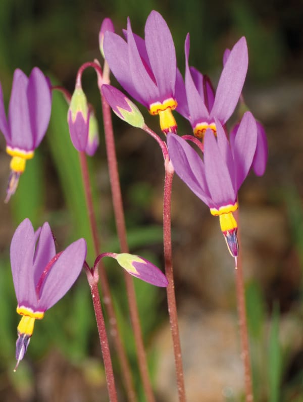 Dodecatheon Red Wings - bag