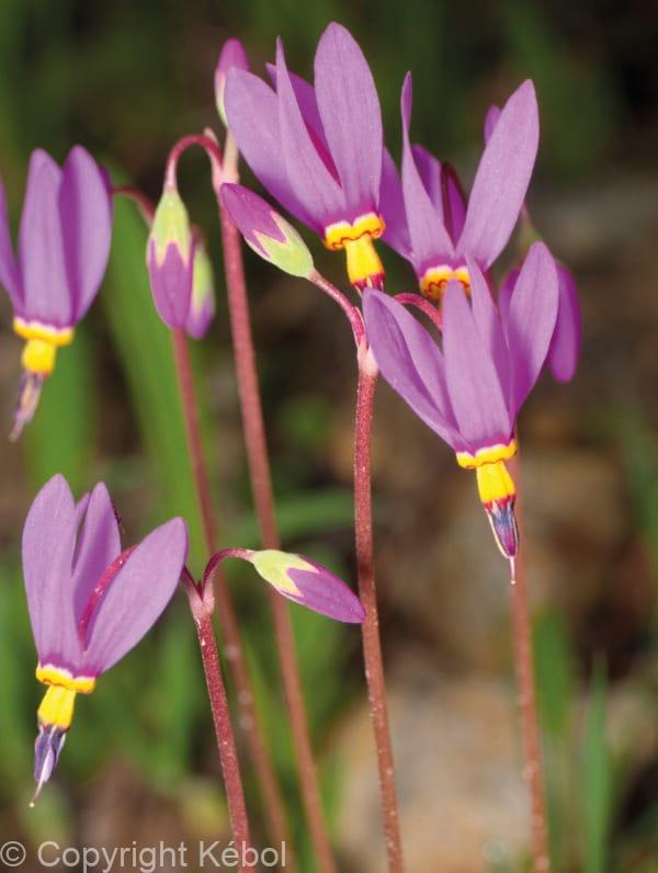 Primula (Dodecatheon) Red Wings