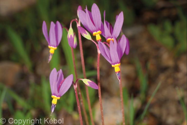 Primula (Dodecatheon) Red Wings