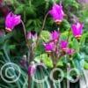 Primula (Dodecatheon) meadia