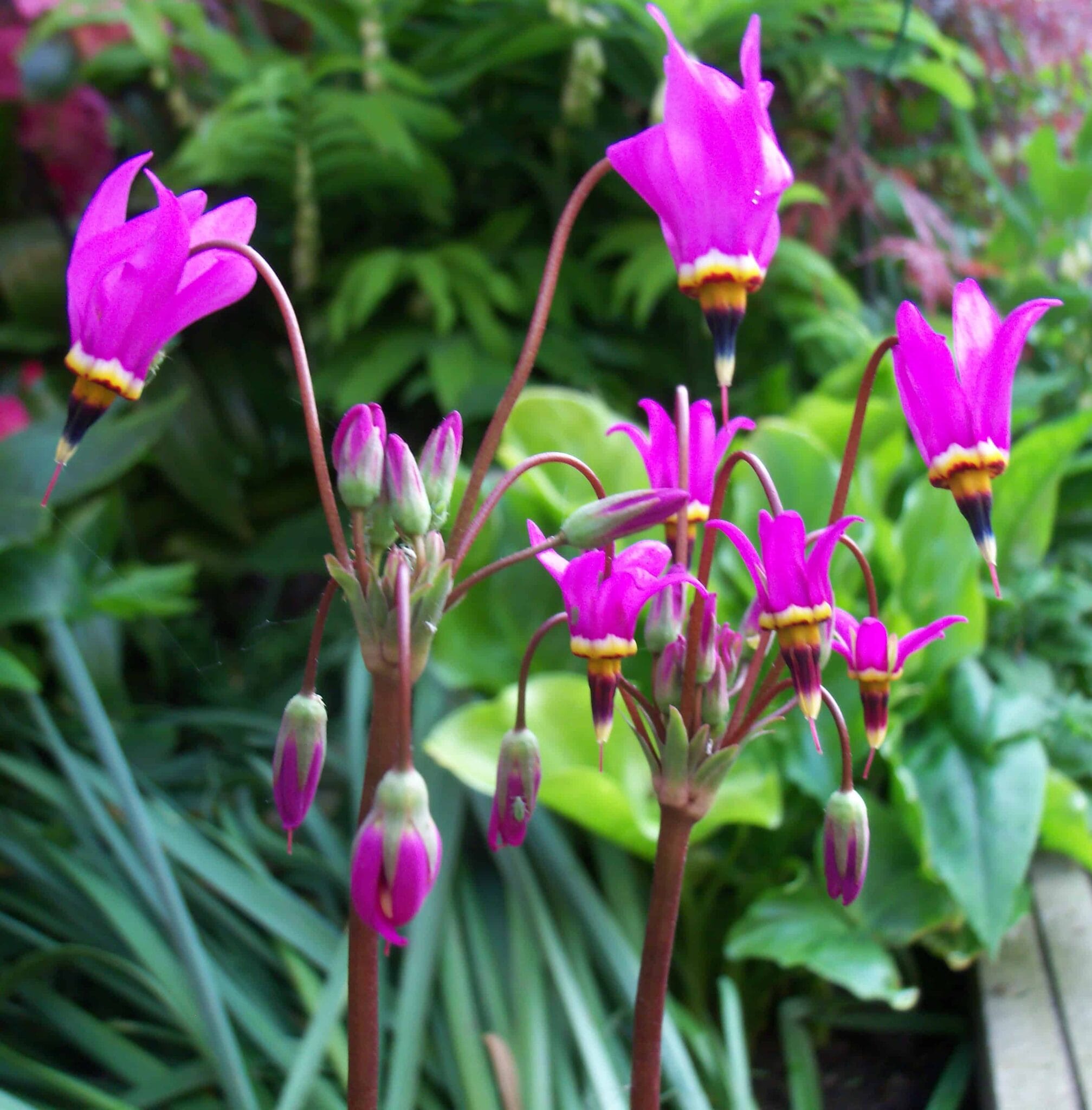 Primula (Dodecatheon) meadia