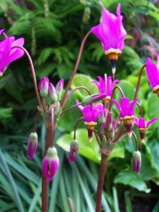 Dodecatheon meadia - bag