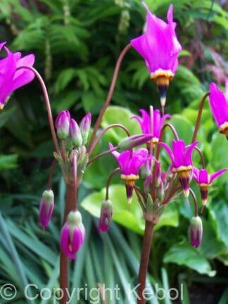 Dodecatheon meadia - bag