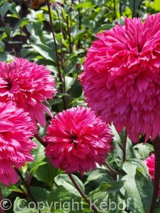 Echinacea Blackberry Truffle - bag