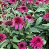 Echinacea Blueberry Cheesecake