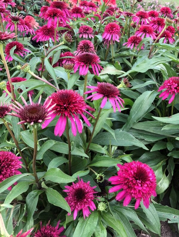 Echinacea Blueberry Cheesecake