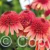 Echinacea Carrot Cake